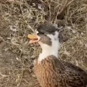 duckLaugh emote for Discord