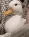 duckHug emote for Discord