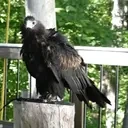 duncanRousing emote for Discord