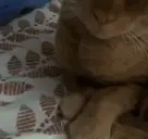 cyclespetpet emote for Discord