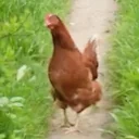 CymonHotChick emote for Discord