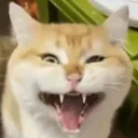 CynRage emote for Discord