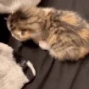 D3YVIXD emote for Discord