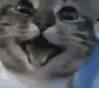 DD emote for Discord