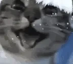 DD emote for Discord