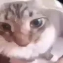 dd emote for Discord