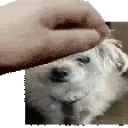DDtungPet emote for Discord