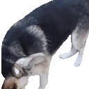 dFail emote for Discord
