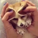 DF emote for Discord