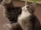 Ddadadadada emote for Discord