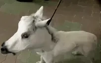 DDHorse emote for Discord