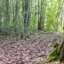 ddRoll emote for Discord