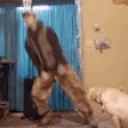 Ddelao emote for Discord