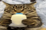 DrinkMilk emote for Discord
