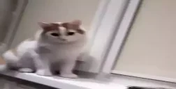 Drill emote for Discord