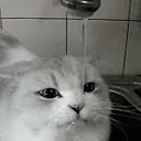 DrinkingCat emote for Discord