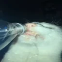 drink emote for Discord