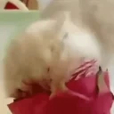 Dragonfruit emote for Discord