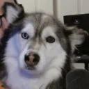 echo_PLINK emote for Discord