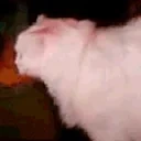 EddieMeow emote for Discord