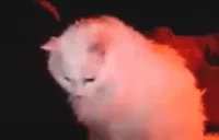 EddieLooking emote for Discord