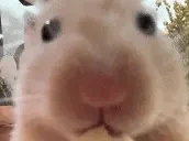 edar emote for Discord