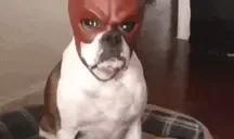 EdgeDog emote for Discord