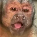 edsonCamote emote for Discord