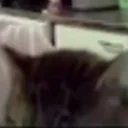 eduCat emote for Discord