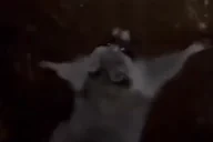 eduDance emote for Discord