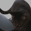 EddingDown emote for Discord