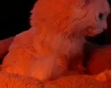 EddieAsk emote for Discord