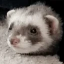 eepyferret emote for Discord