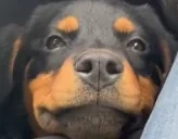 eepyRottie emote for Discord