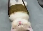 eepySushi emote for Discord