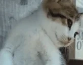 eepy emote for Discord