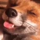 eepyFTfoxo emote for Discord