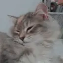 eepy emote for Discord