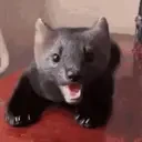 eepy emote for Discord