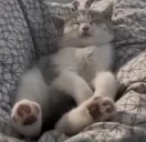 eepy emote for Discord