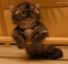 eepy emote for Discord