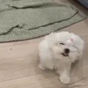 eeeeeh emote for Discord