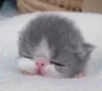 eepy emote for Discord