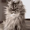 eepy emote for Discord