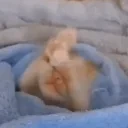 eepycat emote for Discord