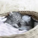 eepers emote for Discord