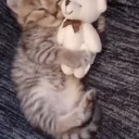 eepingtonfeaturingteddybear emote for Discord