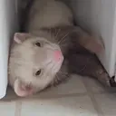 eeveeBOOP emote for Discord