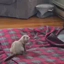 eeveeWHAT emote for Discord