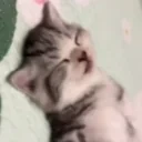 EepyCat emote for Discord